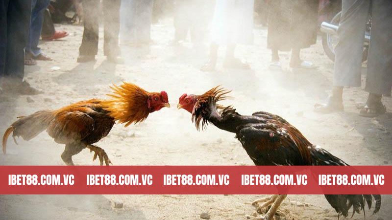 Đá Gà Ibet88 - Điểm Hẹn Lý Tưởng Cho Ai Đam Mê Chọi Gà 2 Tổng hợp các trò chơi chọi gà Ibet88 hấp dẫn nhất