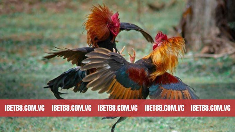 Đá Gà Ibet88 - Điểm Hẹn Lý Tưởng Cho Ai Đam Mê Chọi Gà 1 Đá gà Ibet88 là gì?